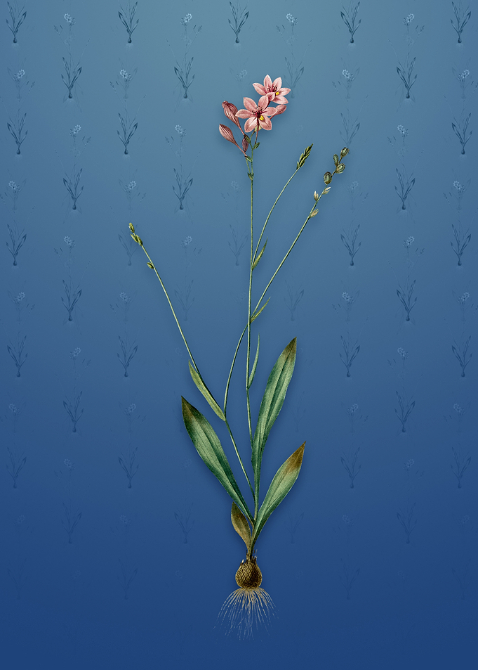 Vintage Gladiolus Junceus
