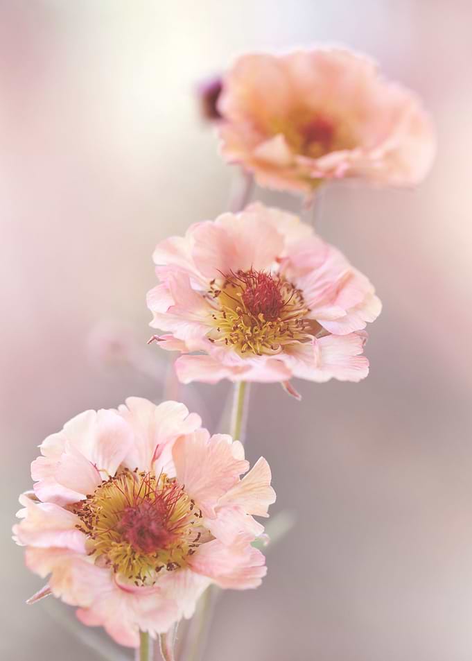 Pink flowers