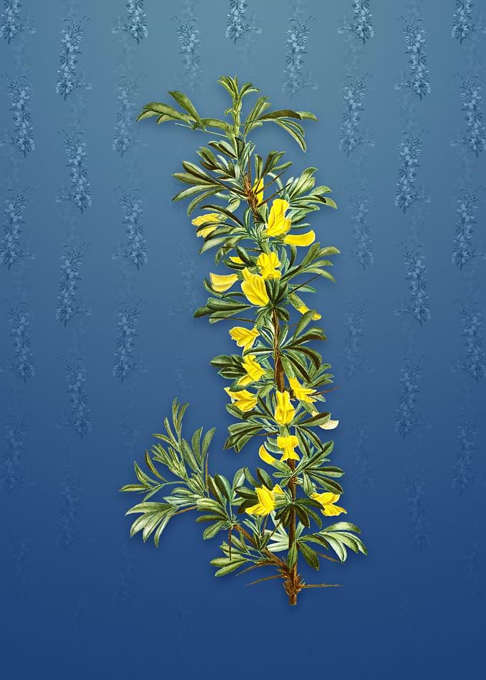 Vintage Caragana Spinosa