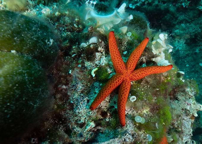 Starfish