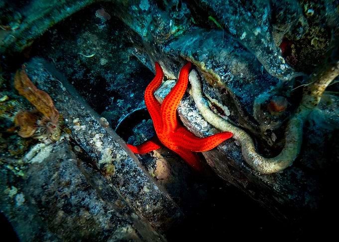 Starfish