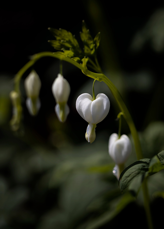 White heart flowers, macro