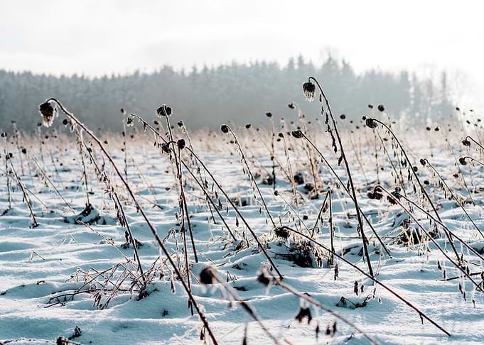 Snowy Field