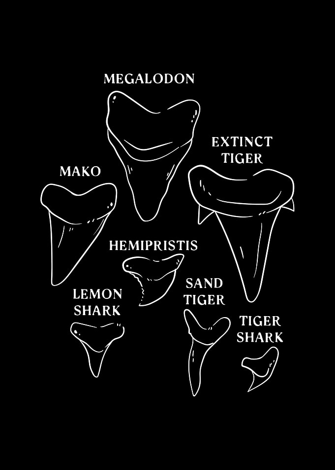 Shark Tooth types