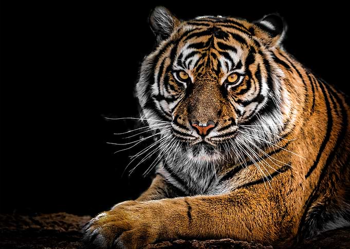 comfortable tiger