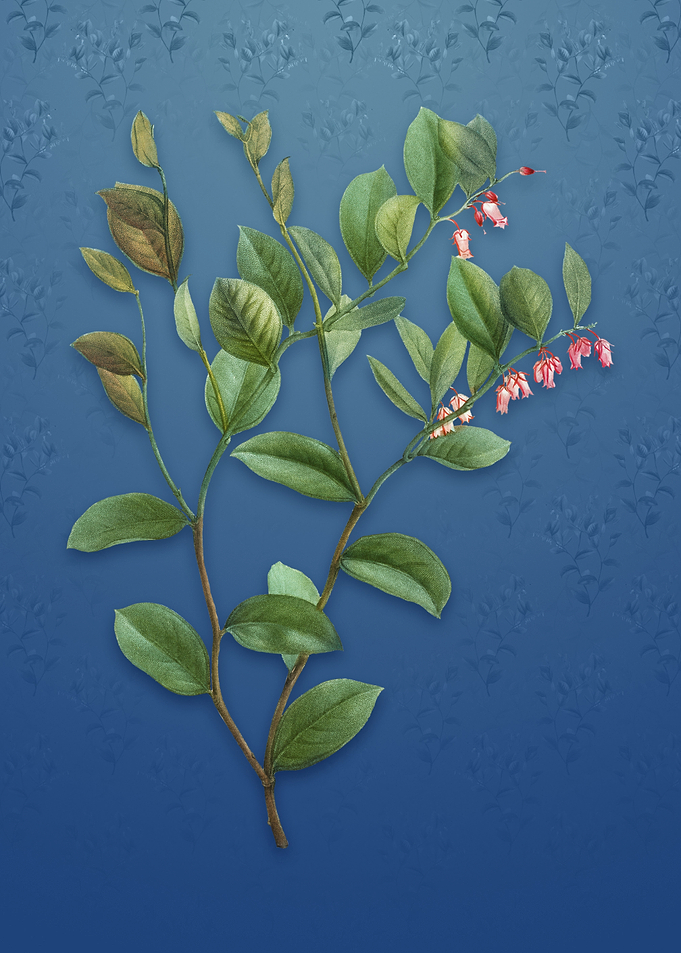 Andromeda Axillaris Bloom