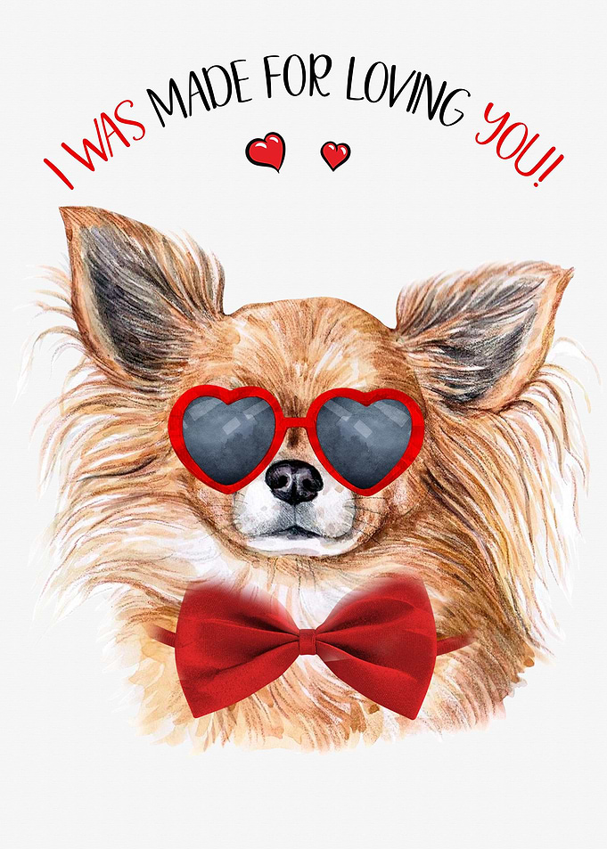 Chihuahua Long Hair Love
