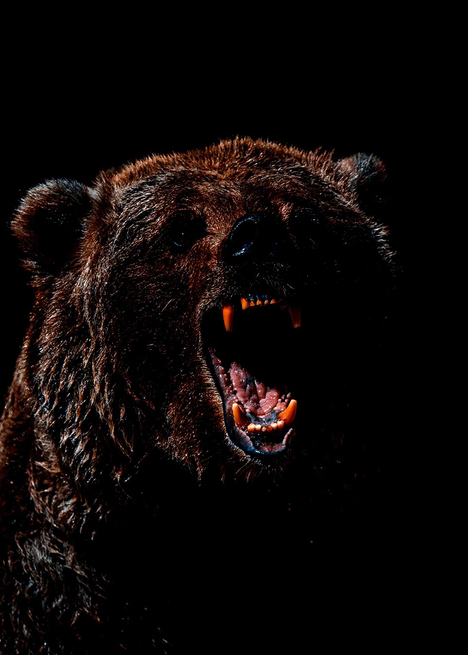 bears
