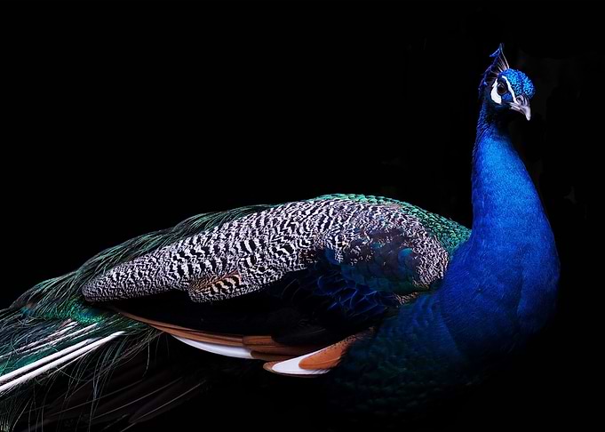peacock black background