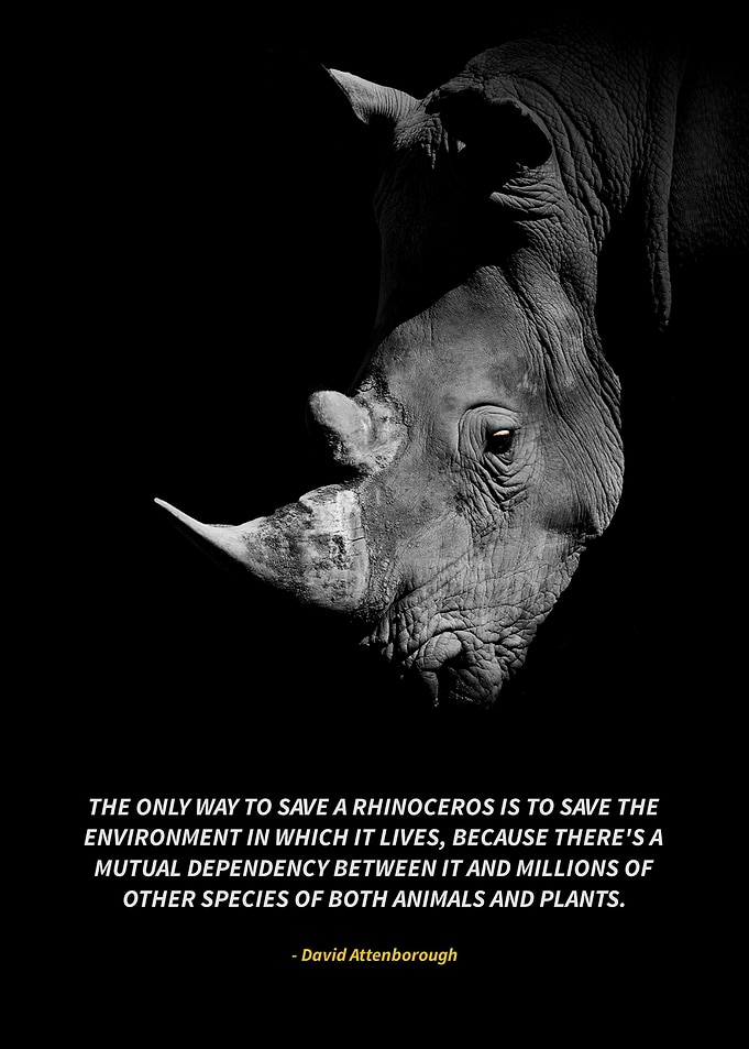 rhinoceros
