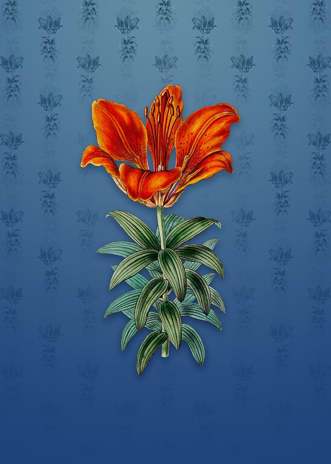 Blood Red Lily Flower