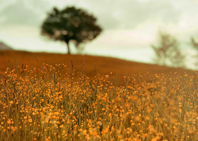 Yellow Afternoon
