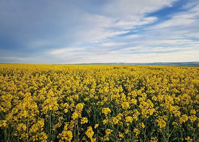 Rapeseed field