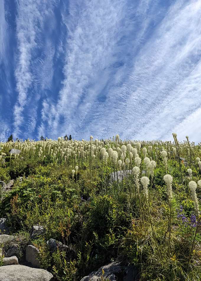 Blooming beargrass