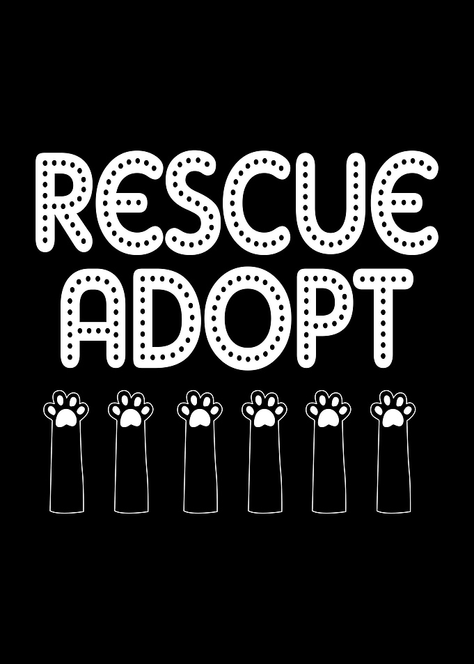 Rescue Adopt Cat