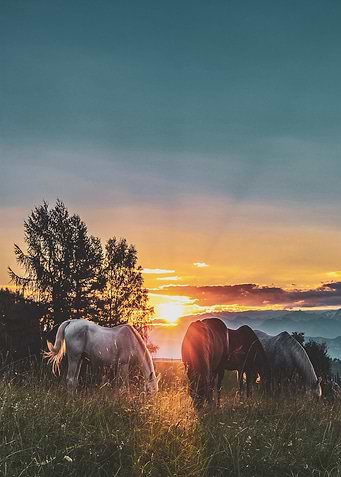 horse and dawn