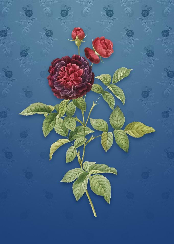 One Hundred Leaf Rose