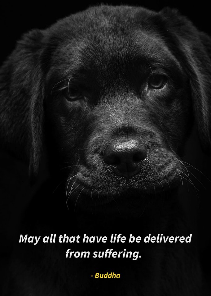 dogs