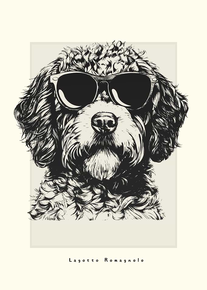 Lagotto Romagnolo Sketch