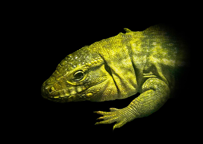 Lizard