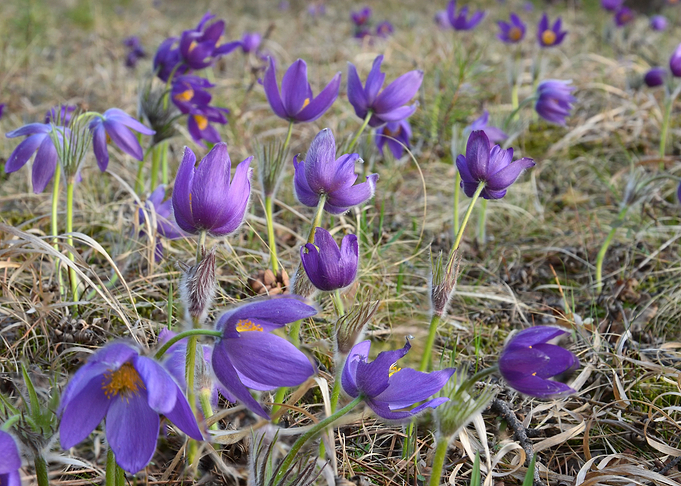 Siberian snowdrop