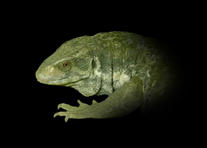 Monitor lizard