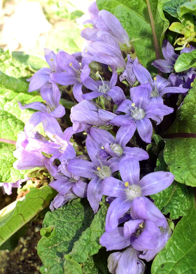 Mandragora autumnalis 1