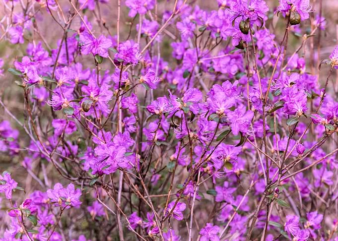 Dahurian rhododendron