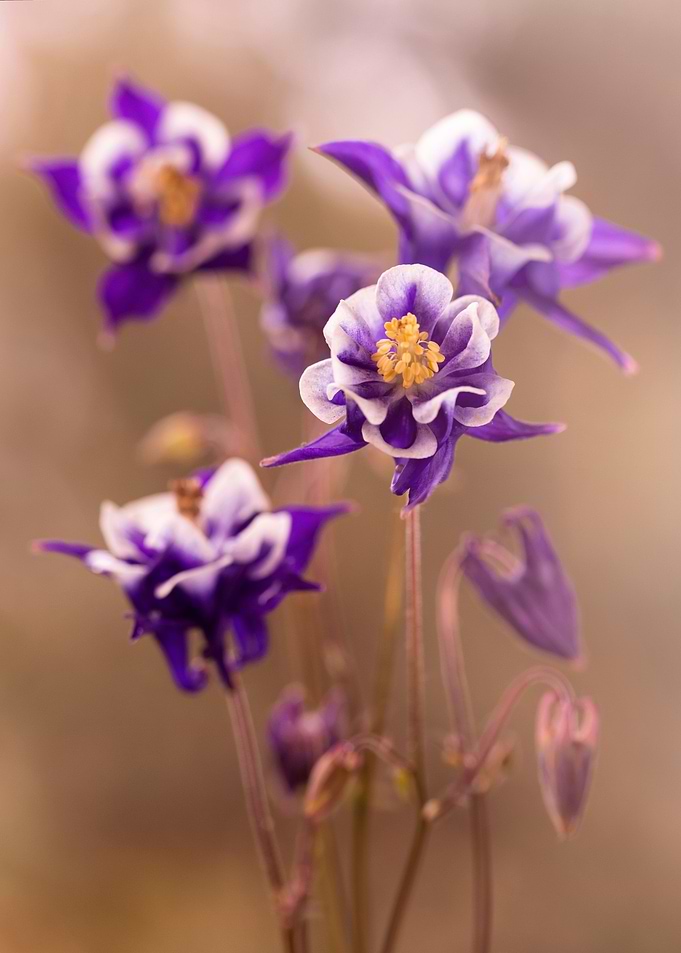 Spring flowers