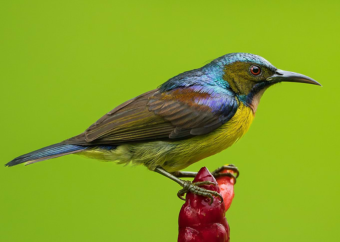 Brown Throated Sunbird
