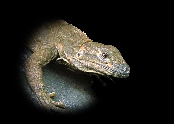 Iguana