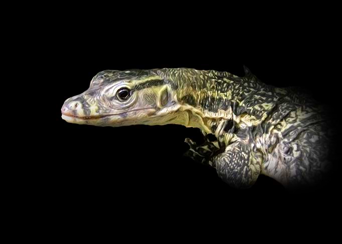 Monitor lizard