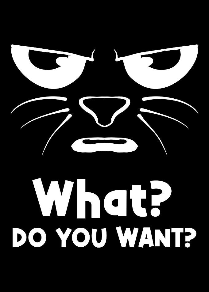Cat Funny