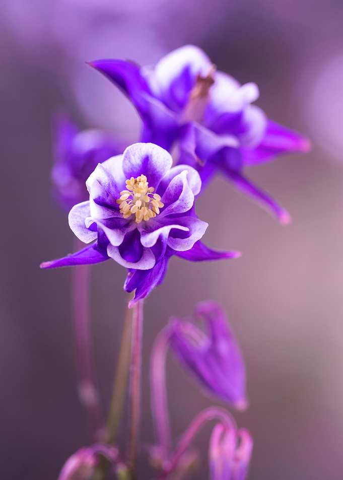 Spring flowers