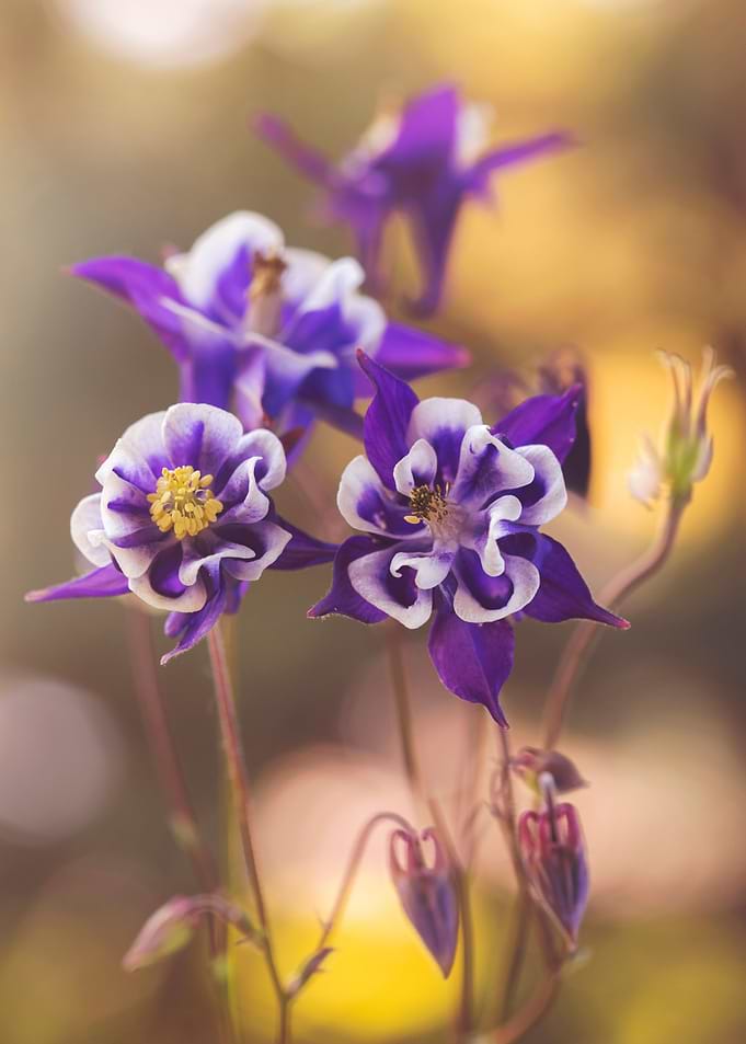 Spring flowers