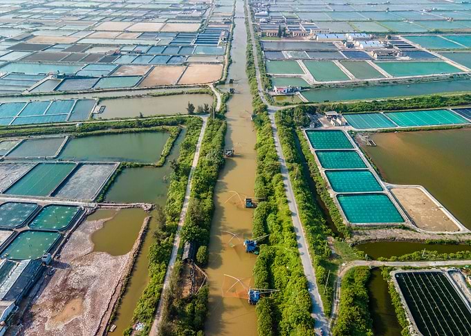 Shrimp farms in Vietnam