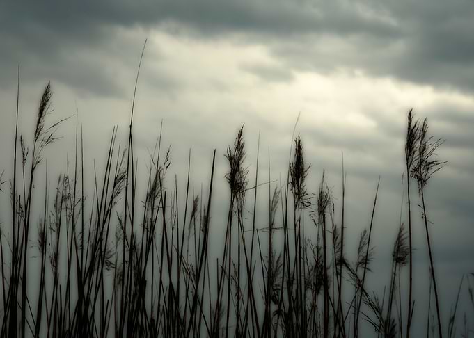 Silhouette of reed