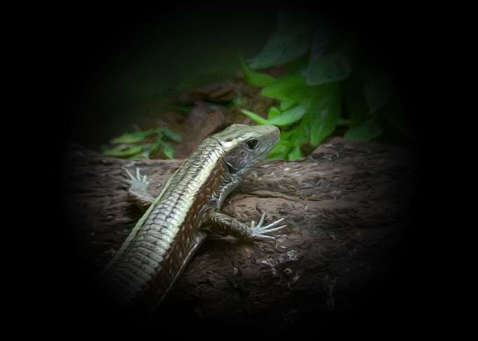 Lizard