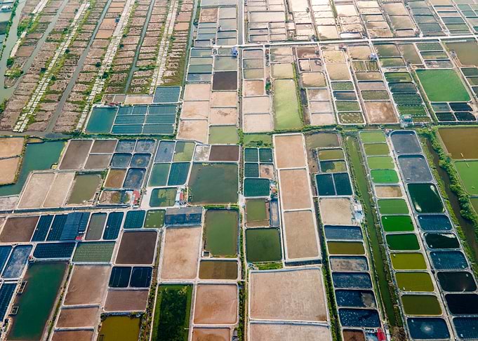 Shrimp farms in Vietnam