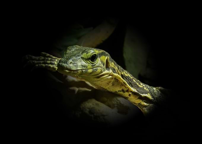 Monitor lizard