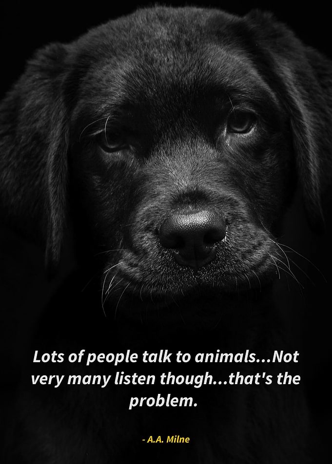 dogs
