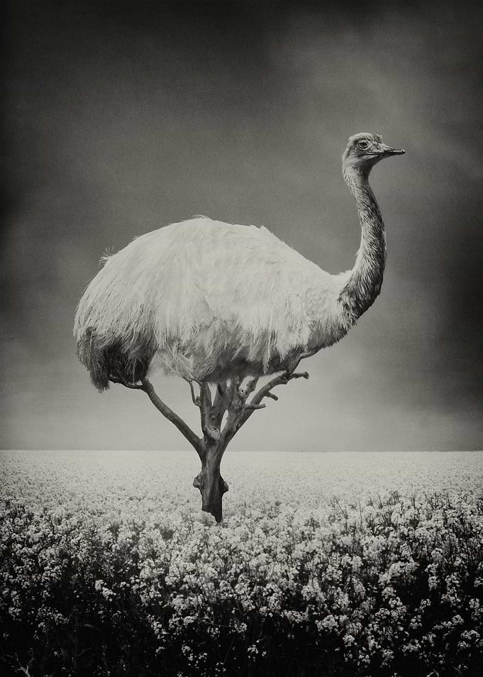 Treemu Sepia