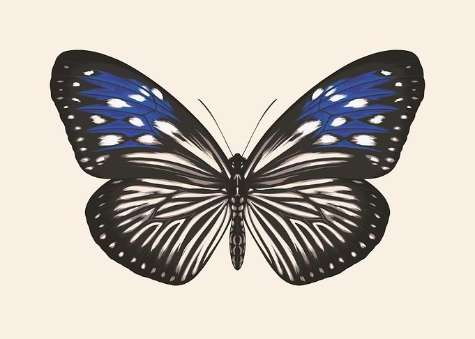 Euploea Mulciber butterfly