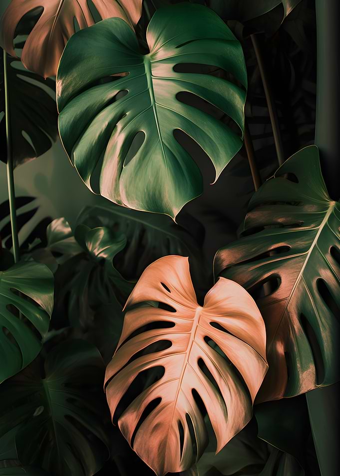 Pink Monstera Leaves