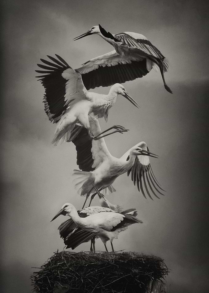 Beating Wings Sepia