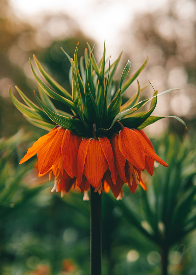 Crown Imperial