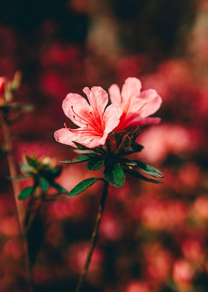 Azalea