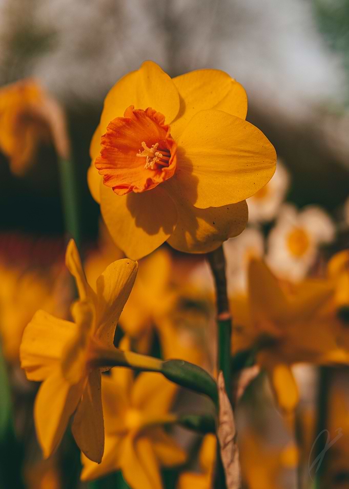 Daffodil