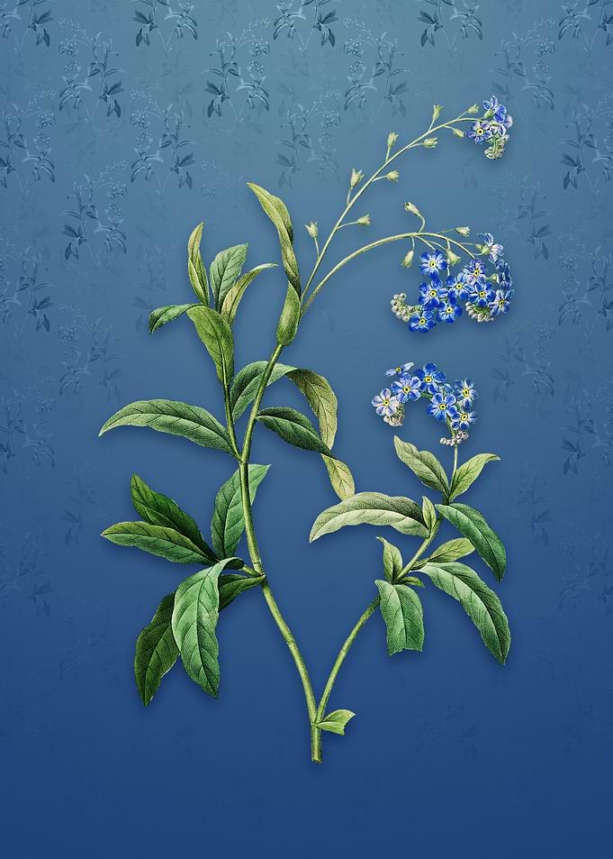Water Forget Me Not