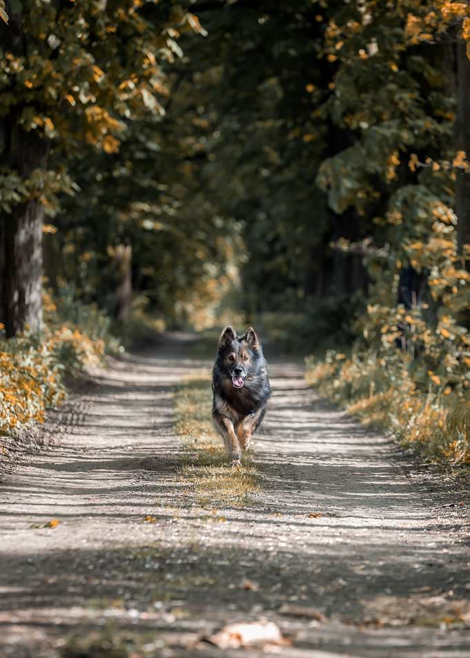 German shepherd dog
